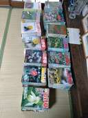 趣味の山野草　319冊（古本）の商品画像 - 査定依頼日：2024年12月3日 - 最高査定価格：5,000円