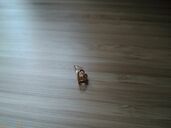 ピアス（宝石）の商品画像 - 査定依頼日：2025年9月15日 - 最高査定価格：13,000円