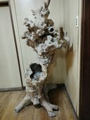 瘤木（原木）（美術品・骨董品）の商品画像 - 査定依頼日：2026年9月29日 - 最高査定価格：3,000円