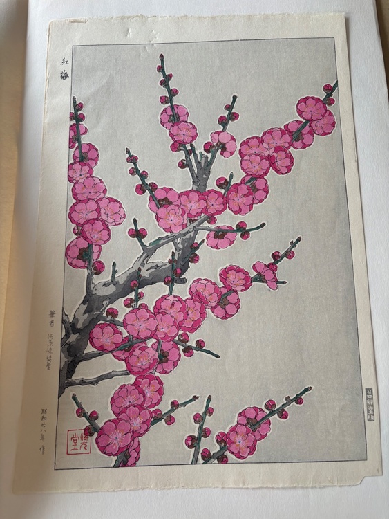 紅梅（美術品・骨董品）の商品画像 - 査定依頼日：2026年6月29日 - 最高査定価格：2,000円