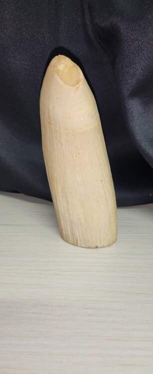 マッコウクジラ　牙（美術品・骨董品）の商品画像 - 査定依頼日：2025年12月22日 - 最高査定価格：20,000円