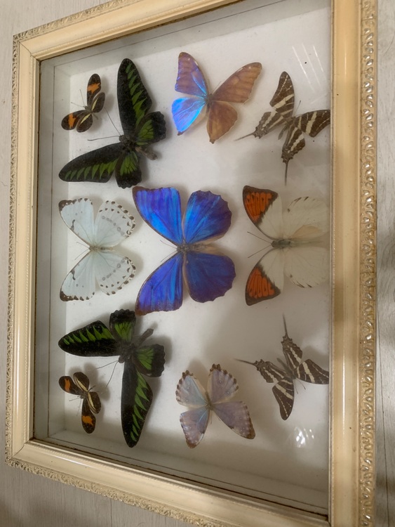 1990年代シンガポールマレーシア土産の蝶の標本（美術品・骨董品）の商品画像 - 査定依頼日：2025年7月14日 - 最高査定価格：2,500円