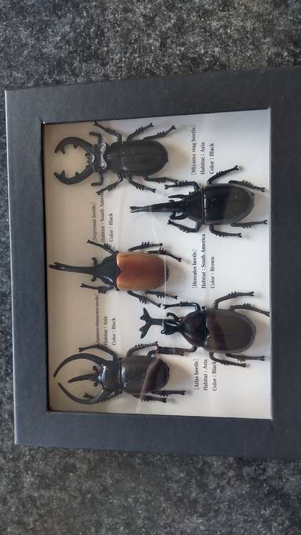 昆虫フィギュア（その他のおもちゃ）の商品画像 - 査定依頼日：2023年9月25日