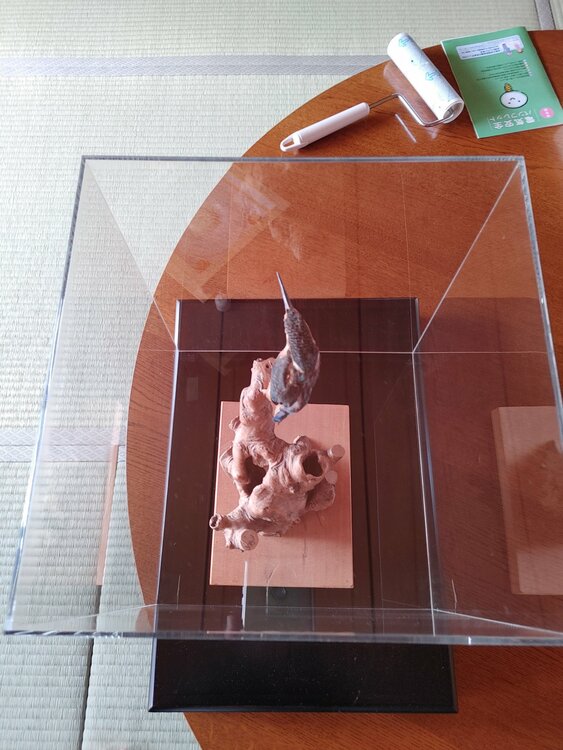 カワセミの剥製（美術品・骨董品）の商品画像 - 査定依頼日：2026年3月13日 - 最高査定価格：5,000円