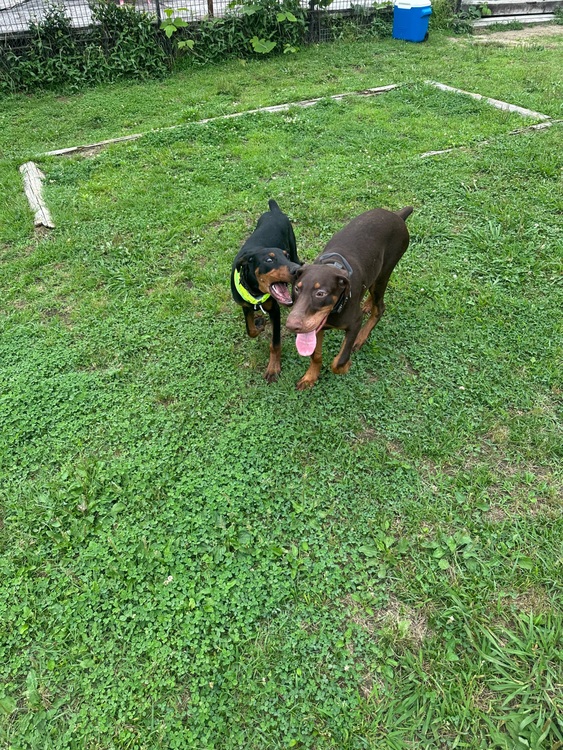 ブライトリング スーパーオーシャン （高級時計）の商品画像 - 査定依頼日：2025年7月23日 - 最高査定価格：600,000円