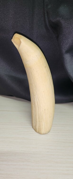 マッコウクジラ　牙（美術品・骨董品）の商品画像 - 査定依頼日：2025年12月22日 - 最高査定価格：20,000円