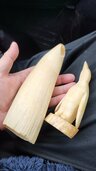 マッコウクジラ　牙（美術品・骨董品）の商品画像 - 査定依頼日：2025年12月22日 - 最高査定価格：20,000円