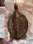 赤海亀　剥製（美術品・骨董品）の商品画像 - 査定依頼日：2026年1月21日 - 最高査定価格：3,000円