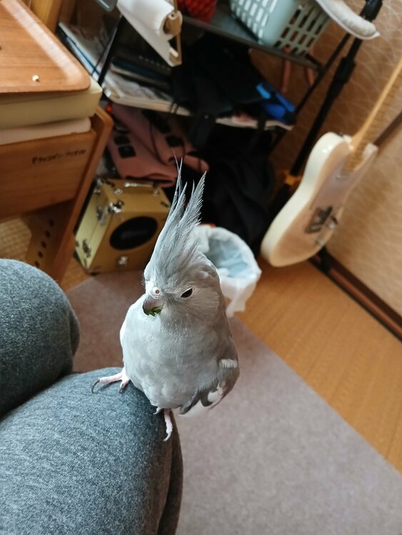 その他 その他 （ブランドバッグ）の商品画像 - 査定依頼日：2026年1月8日 - 最高査定価格：50,000円