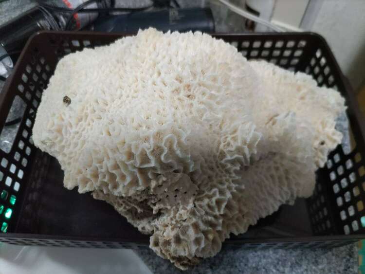 サンゴ（宝石）の商品画像 - 査定依頼日：2024年2月15日 - 最高査定価格：10,000円