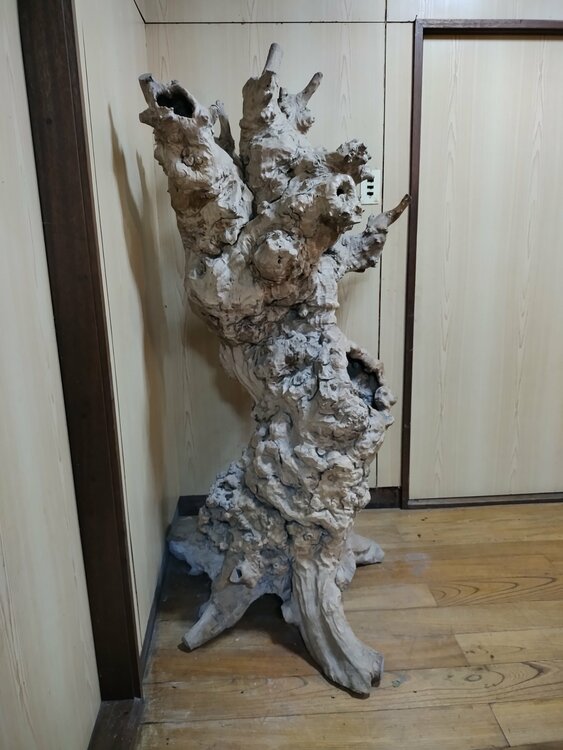 瘤木（原木）（美術品・骨董品）の商品画像 - 査定依頼日：2026年9月29日 - 最高査定価格：3,000円