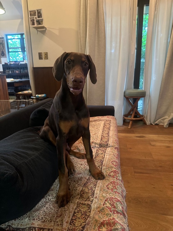 ブライトリング スーパーオーシャン （高級時計）の商品画像 - 査定依頼日：2025年7月23日 - 最高査定価格：600,000円