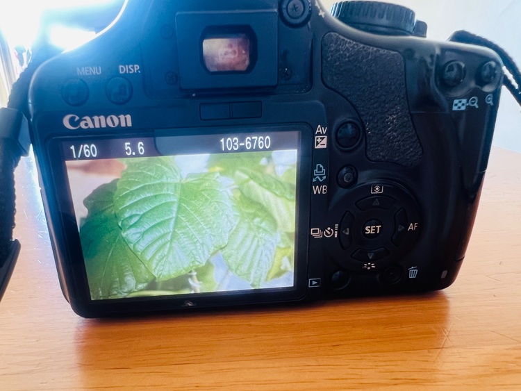 kissx2（カメラ）の商品画像 - 査定依頼日：2025年10月17日 - 最高査定価格：8,000円