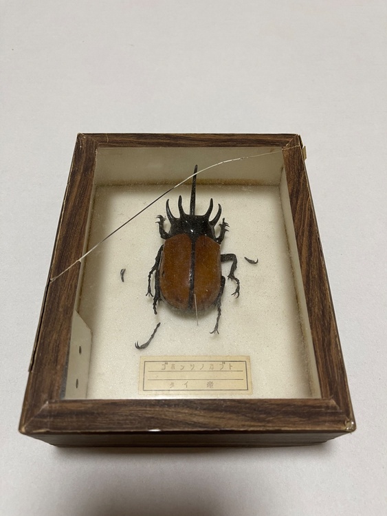 東郷青児リトグラフ、井田照一リトグラフ、昆虫標本2点（美術品・骨董品）の商品画像 - 査定依頼日：2025年12月15日 - 最高査定価格：15,000円