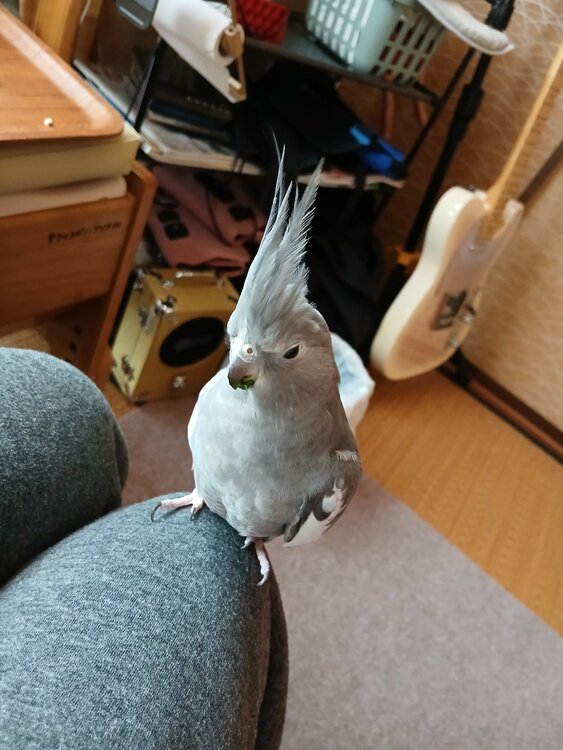 その他 その他 （ブランドバッグ）の商品画像 - 査定依頼日：2026年1月8日 - 最高査定価格：50,000円