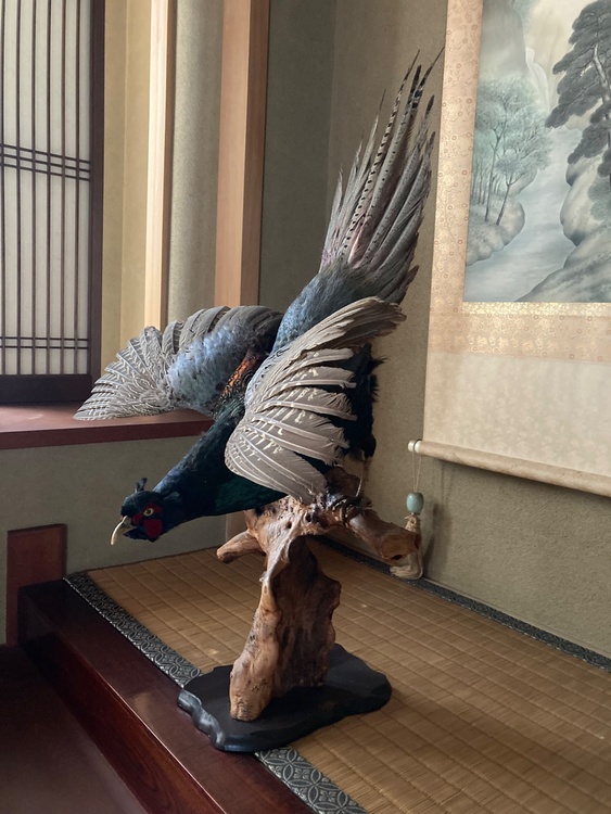 剥製（美術品・骨董品）の商品画像 - 査定依頼日：2026年4月15日 - 最高査定価格：3,000円