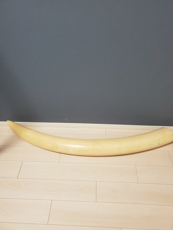 アフリカ象　一本象牙（美術品・骨董品）の商品画像 - 査定依頼日：2025年12月4日 - 最高査定価格：50,000円