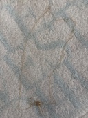 ネックレス（金・貴金属）の商品画像 - 査定依頼日：2026年2月20日 - 最高査定価格：100,000円