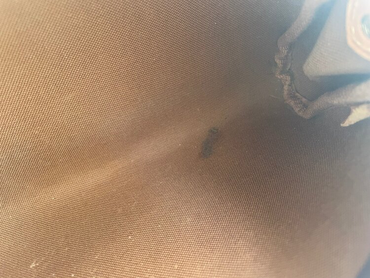 エヴァ（ブランドバッグ）の商品画像 - 査定依頼日：2025年3月7日 - 最高査定価格：120,000円