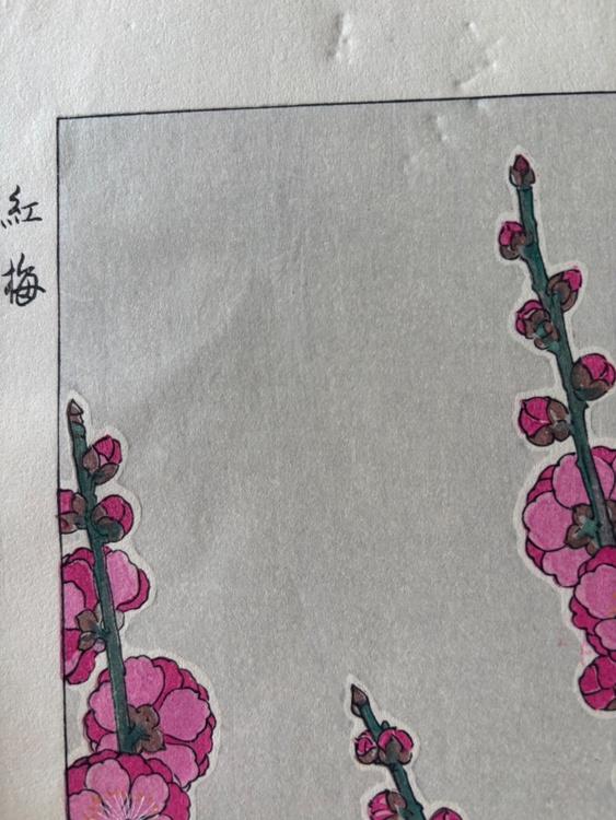 紅梅（美術品・骨董品）の商品画像 - 査定依頼日：2026年6月29日 - 最高査定価格：2,000円