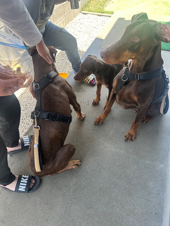 ブライトリング スーパーオーシャン （高級時計）の商品画像 - 査定依頼日：2025年7月23日 - 最高査定価格：600,000円