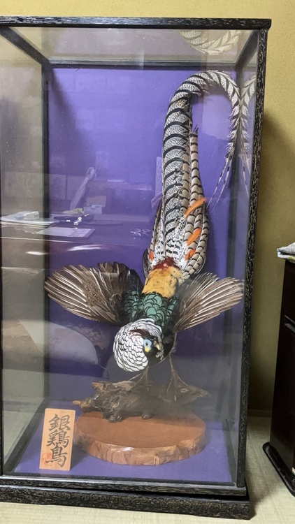 剥製（美術品・骨董品）の商品画像 - 査定依頼日：2026年2月1日 - 最高査定価格：100,000円