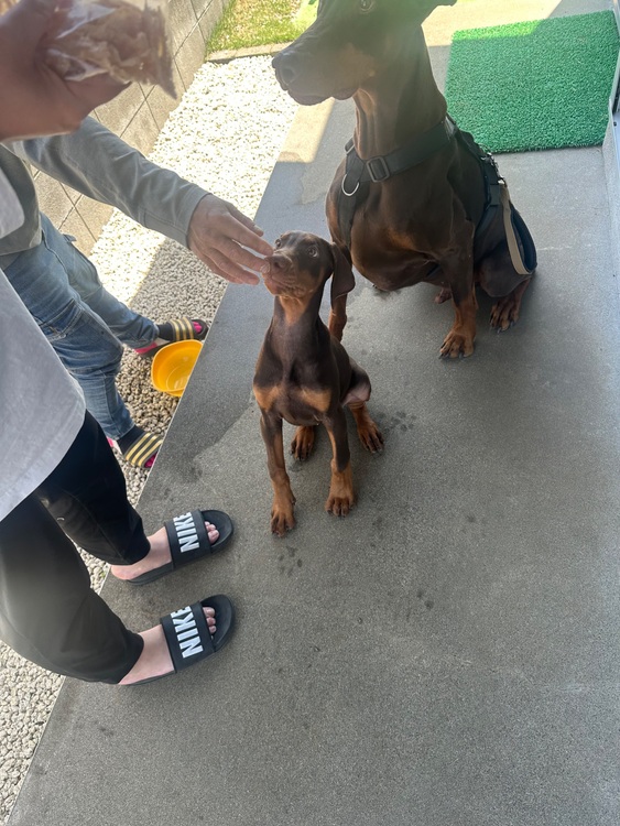 ブライトリング スーパーオーシャン （高級時計）の商品画像 - 査定依頼日：2025年7月23日 - 最高査定価格：600,000円