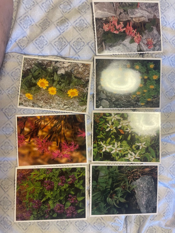 ポストカード（美術品・骨董品）の商品画像 - 査定依頼日：2025年7月28日