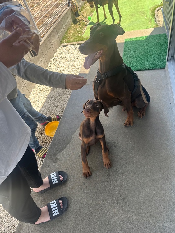 ブライトリング スーパーオーシャン （高級時計）の商品画像 - 査定依頼日：2025年7月23日 - 最高査定価格：600,000円