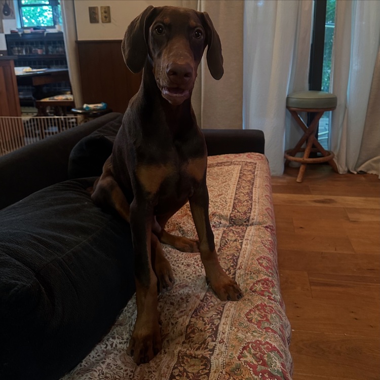 ブライトリング スーパーオーシャン （高級時計）の商品画像 - 査定依頼日：2025年7月23日 - 最高査定価格：600,000円