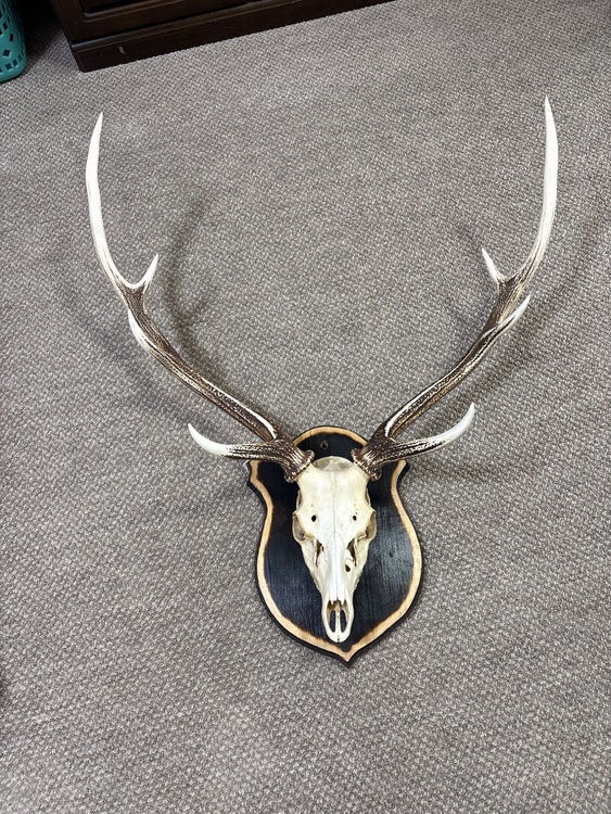 鹿の角（美術品・骨董品）の商品画像 - 査定依頼日：2026年2月21日 - 最高査定価格：100,000円