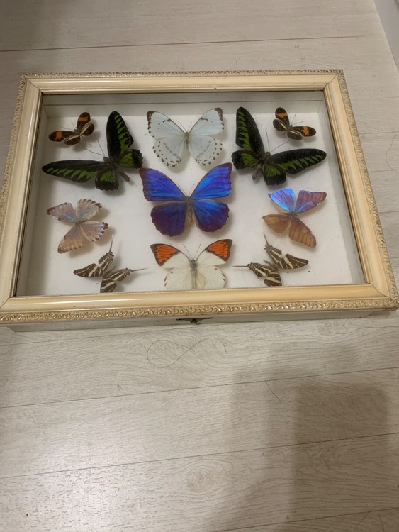 1990年代シンガポールマレーシア土産の蝶の標本（美術品・骨董品）の商品画像 - 査定依頼日：2025年7月14日 - 最高査定価格：2,500円