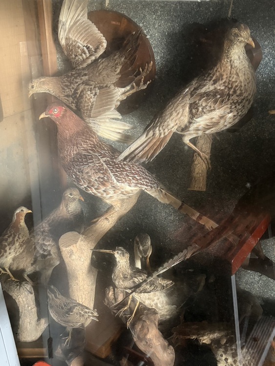 キジやフクロウの剥製（美術品・骨董品）の商品画像 - 査定依頼日：2026年7月19日 - 最高査定価格：5,000円
