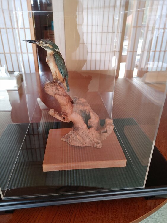 カワセミの剥製（美術品・骨董品）の商品画像 - 査定依頼日：2026年3月13日 - 最高査定価格：5,000円