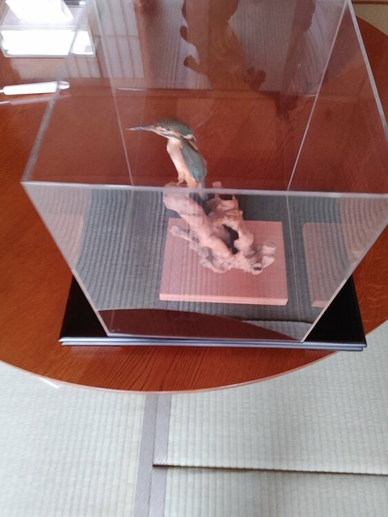 カワセミの剥製（美術品・骨董品）の商品画像 - 査定依頼日：2026年3月13日 - 最高査定価格：5,000円