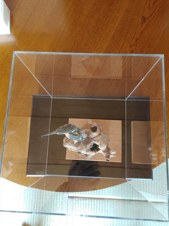 カワセミの剥製（美術品・骨董品）の商品画像 - 査定依頼日：2026年3月13日 - 最高査定価格：5,000円