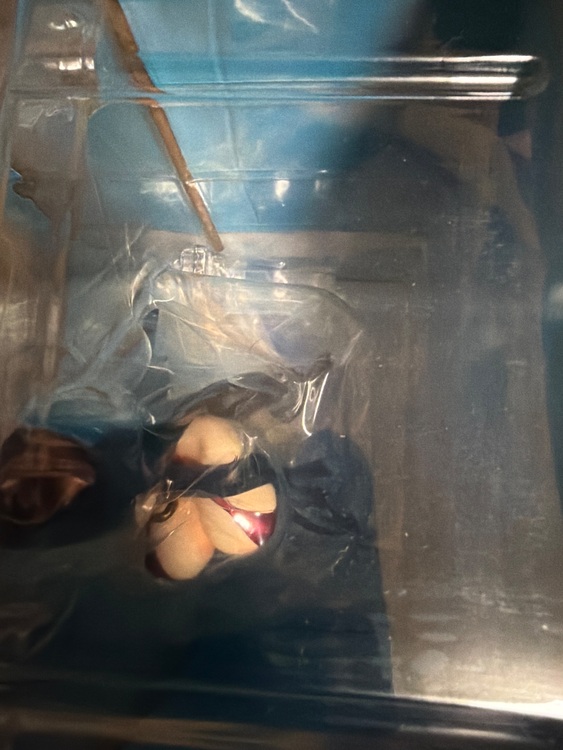 ボアハンコック（フィギュア・プラモデル）の商品画像 - 査定依頼日：2025年11月22日 - 最高査定価格：15,000円