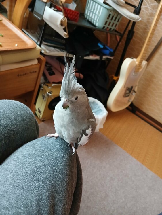 その他 その他 （ブランドバッグ）の商品画像 - 査定依頼日：2026年1月8日 - 最高査定価格：50,000円