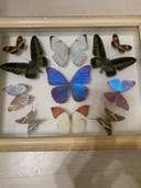 1990年代シンガポールマレーシア土産の蝶の標本（美術品・骨董品）の商品画像 - 査定依頼日：2025年7月14日 - 最高査定価格：2,500円