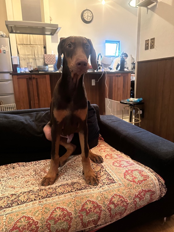 ブライトリング スーパーオーシャン （高級時計）の商品画像 - 査定依頼日：2025年7月23日 - 最高査定価格：600,000円