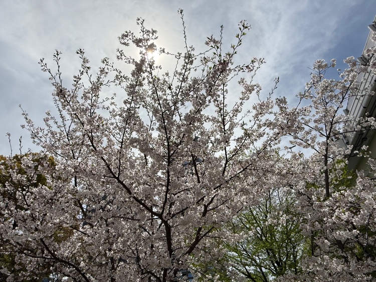 EOSD70（カメラ）の商品画像 - 査定依頼日：2026年4月18日 - 最高査定価格：36,000円