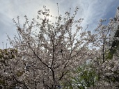 EOSD70（カメラ）の商品画像 - 査定依頼日：2026年4月18日 - 最高査定価格：36,000円