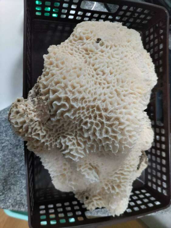 サンゴ（宝石）の商品画像 - 査定依頼日：2024年2月15日 - 最高査定価格：10,000円