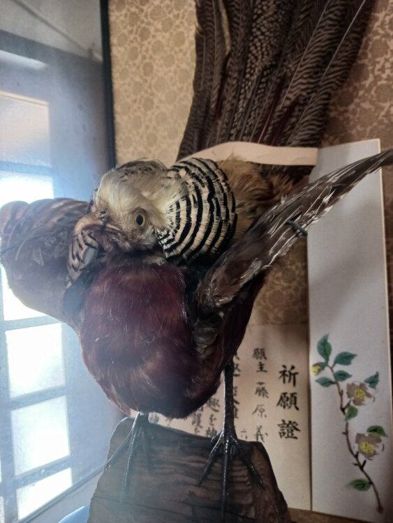 キジの剥製（美術品・骨董品）の商品画像 - 査定依頼日：2026年7月7日 - 最高査定価格：3,000円