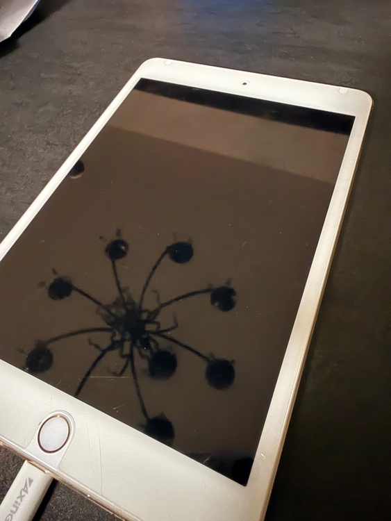 iPad mini 4（PC・タブレット）の商品画像 - 査定依頼日：2026年6月1日 - 最高査定価格：100,000円