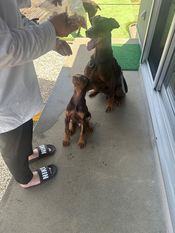 ブライトリング スーパーオーシャン （高級時計）の商品画像 - 査定依頼日：2025年7月23日 - 最高査定価格：600,000円