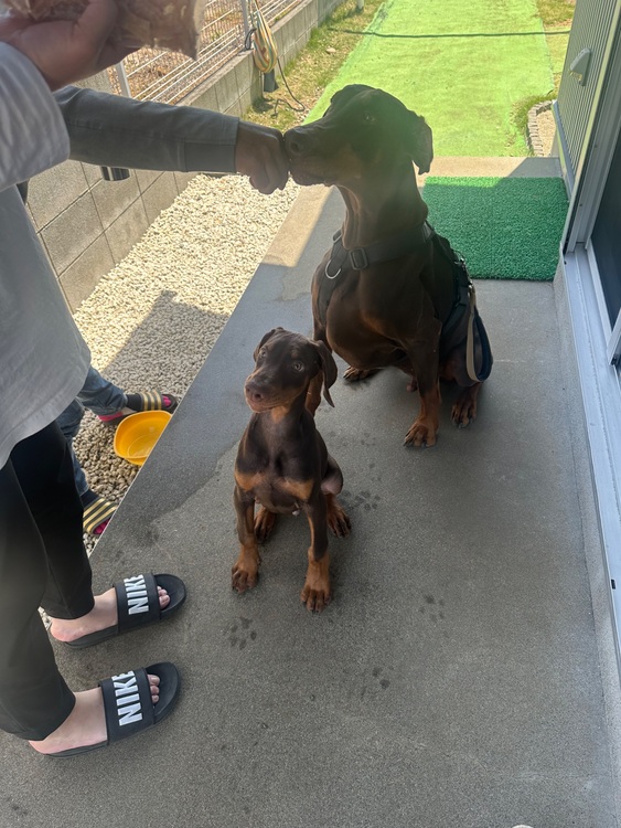 ブライトリング スーパーオーシャン （高級時計）の商品画像 - 査定依頼日：2025年7月23日 - 最高査定価格：600,000円