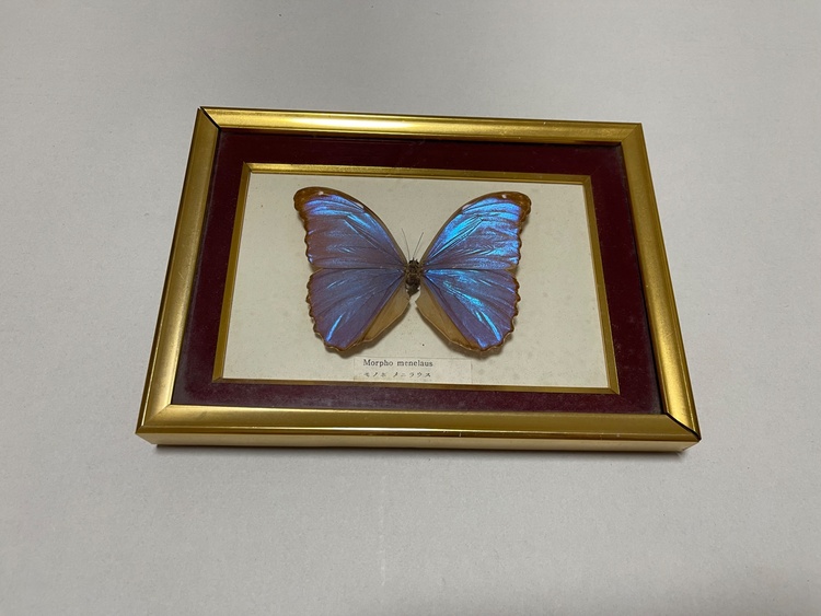 東郷青児リトグラフ、井田照一リトグラフ、昆虫標本2点（美術品・骨董品）の商品画像 - 査定依頼日：2025年12月15日 - 最高査定価格：15,000円