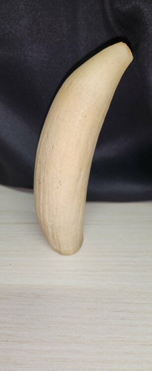 マッコウクジラ　牙（美術品・骨董品）の商品画像 - 査定依頼日：2025年12月22日 - 最高査定価格：20,000円